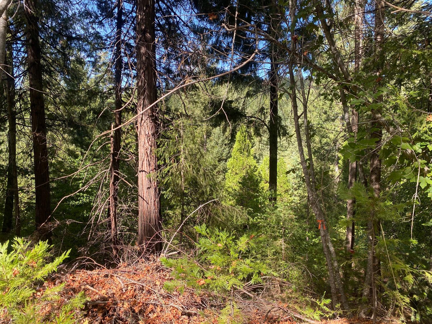 Detail Gallery Image 6 of 28 For 6 Acres Peaceful Pl, Pollock Pines,  CA 95726 - – Beds | – Baths