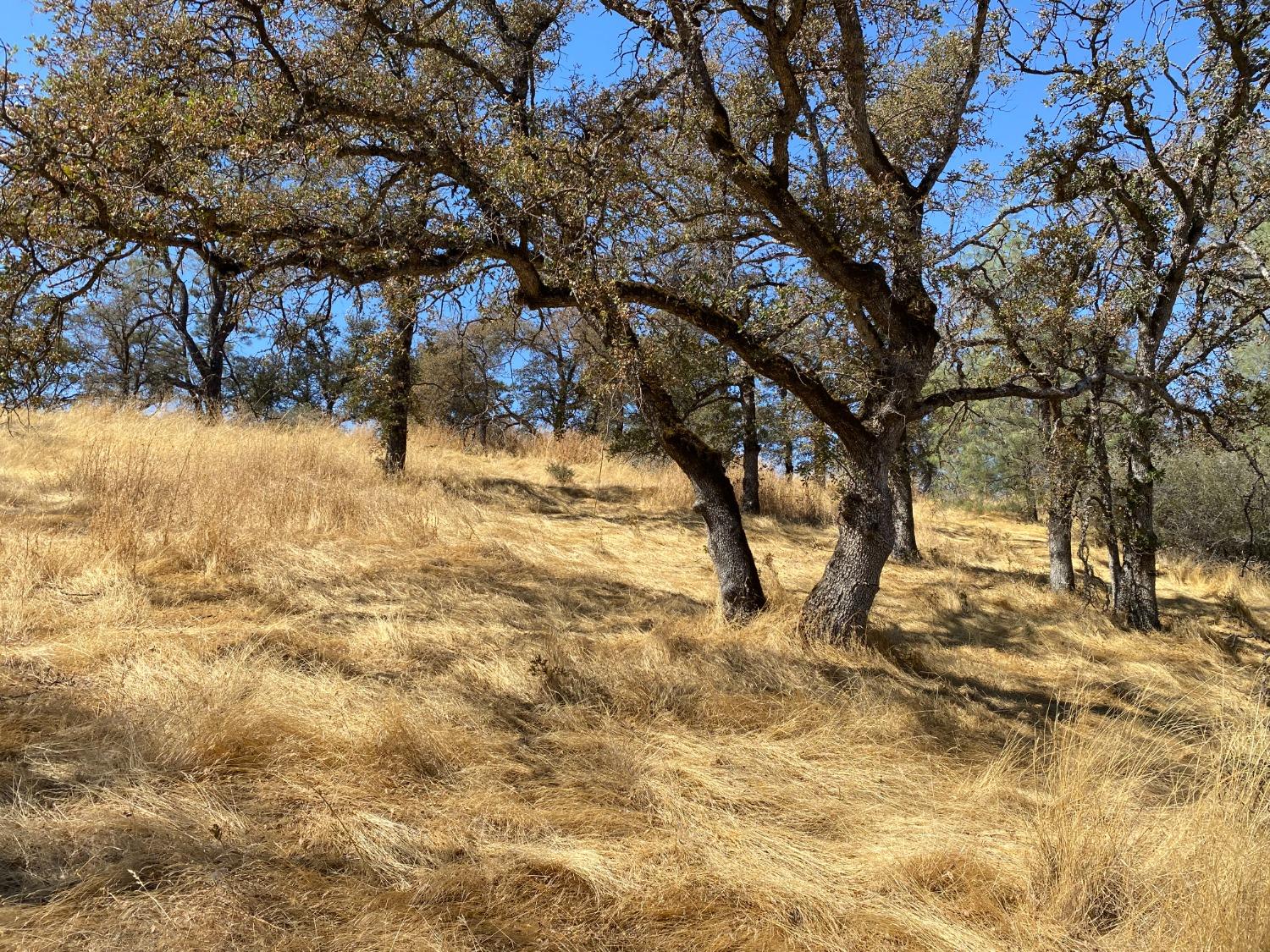 Levi Ct., Browns Valley, California image 40