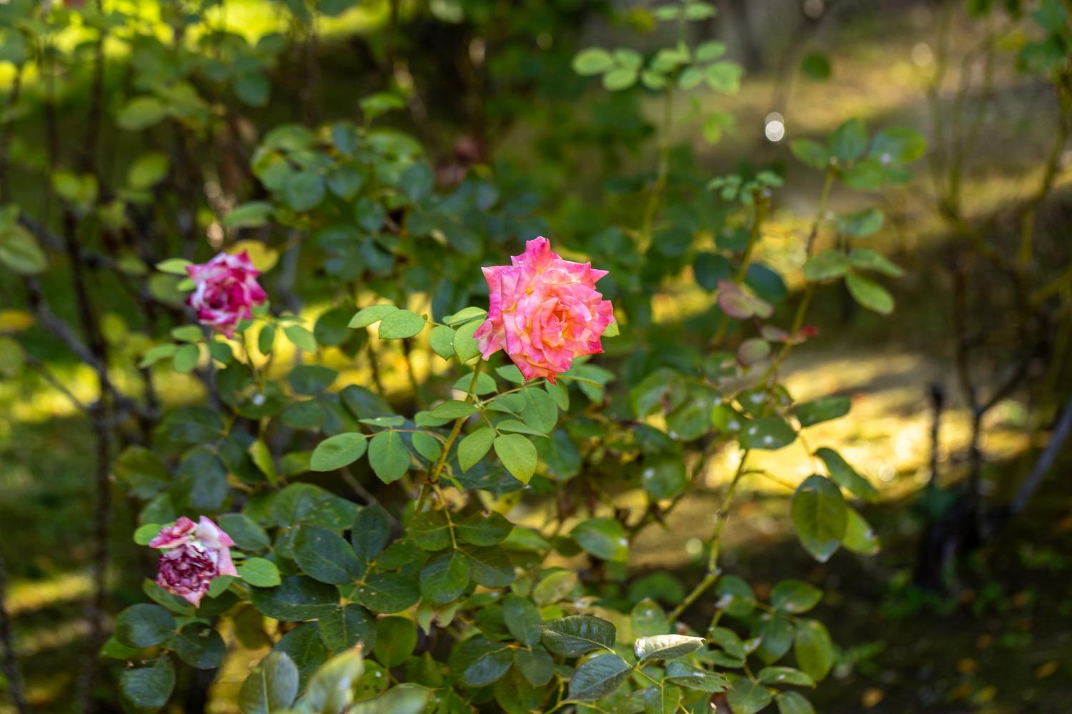 Detail Gallery Image 53 of 54 For 519 Nimrod St, Nevada City,  CA 95959 - 4 Beds | 2 Baths