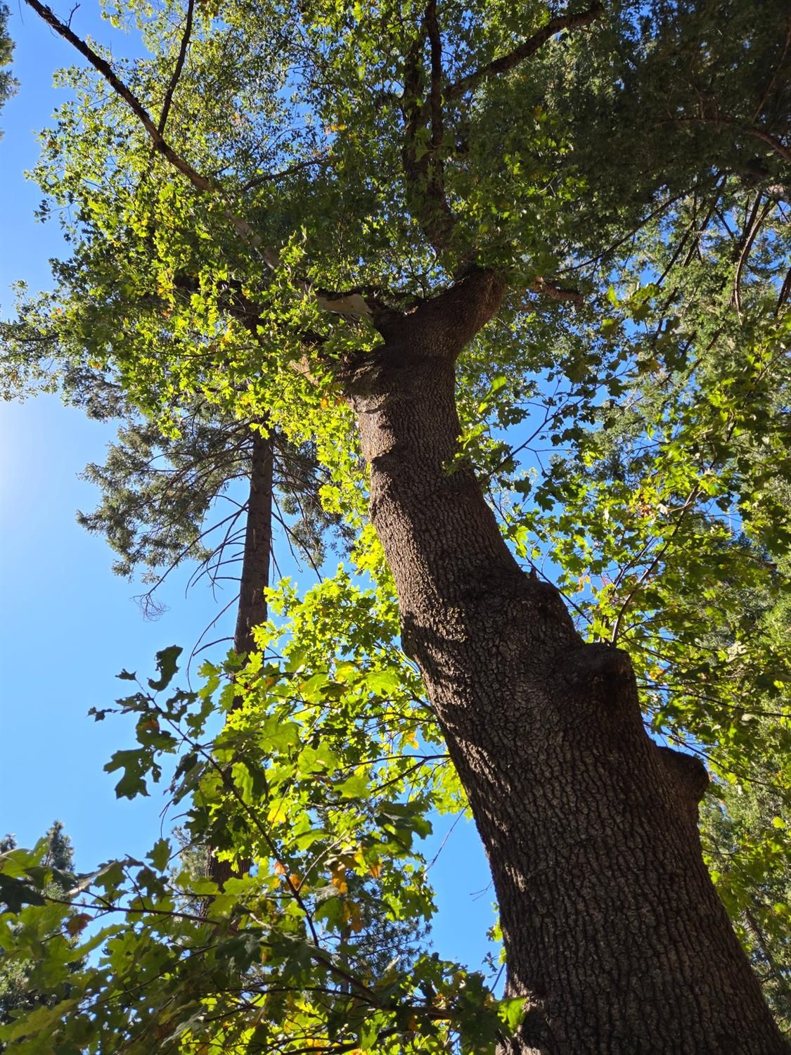 York Court, Pollock Pines, California image 14