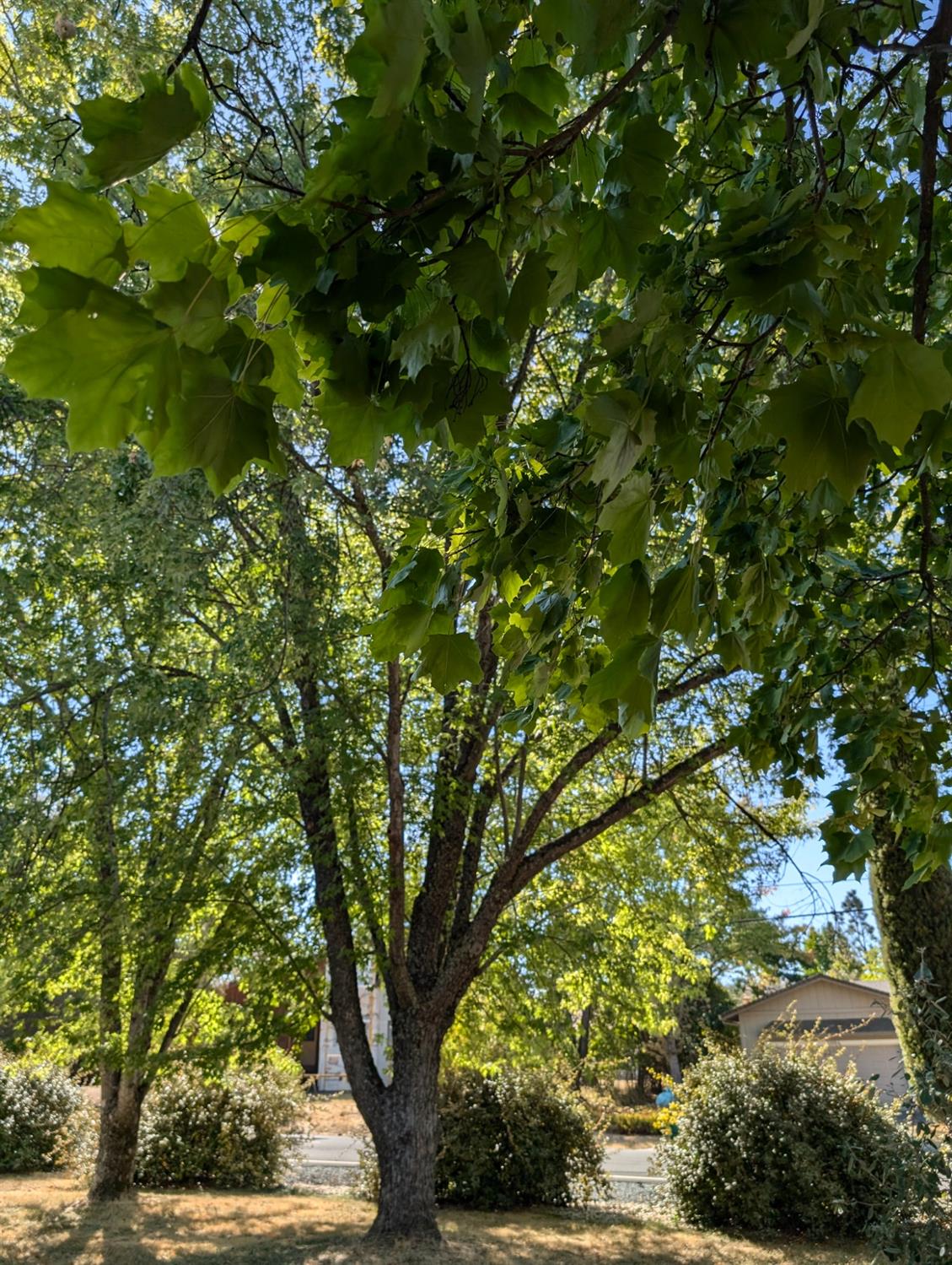 Detail Gallery Image 31 of 35 For 10991 Ringtail Rd, Penn Valley,  CA 95946 - 2 Beds | 2 Baths