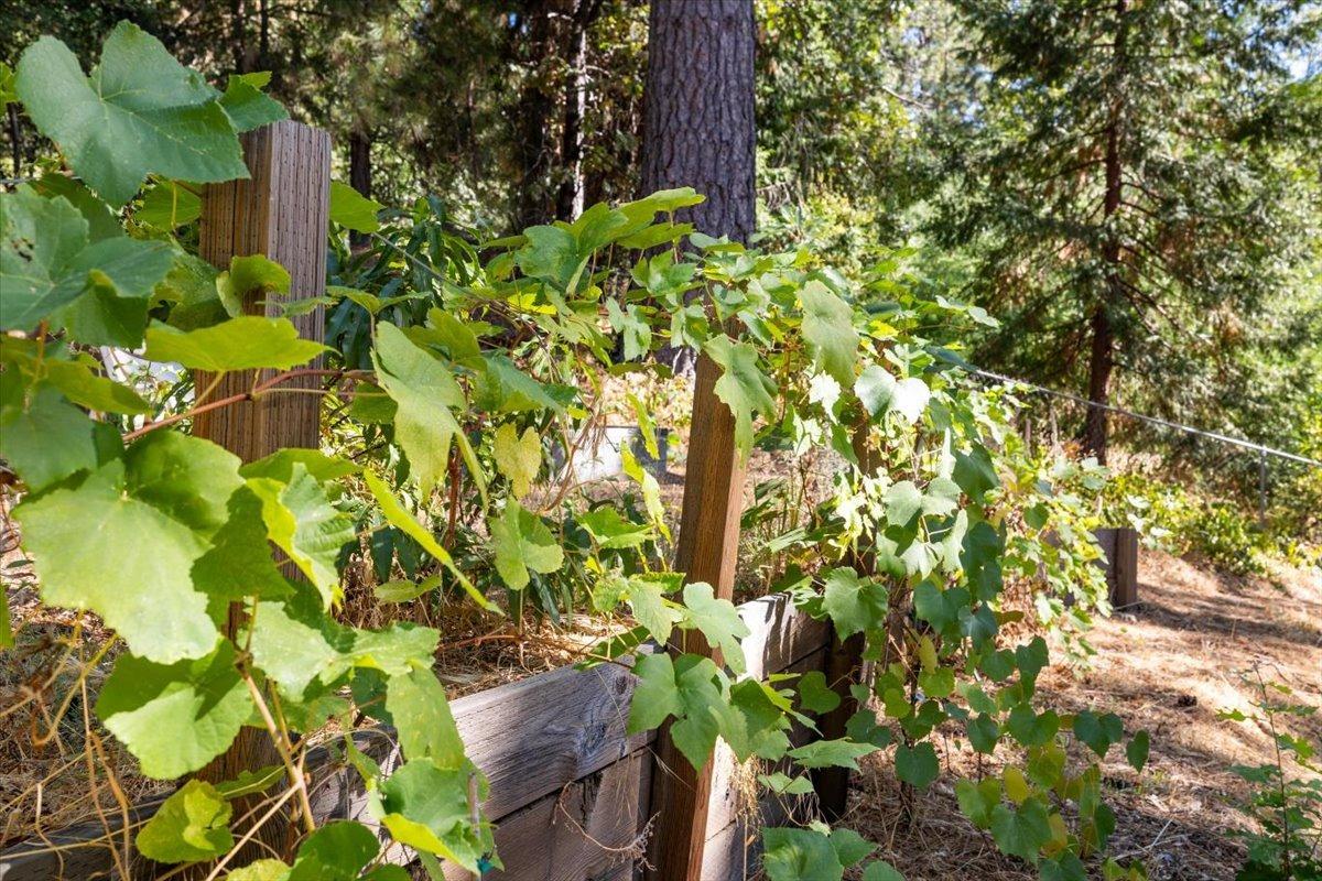 Detail Gallery Image 52 of 61 For 10259 Banner Lava Cap Rd, Nevada City,  CA 95959 - 3 Beds | 3 Baths