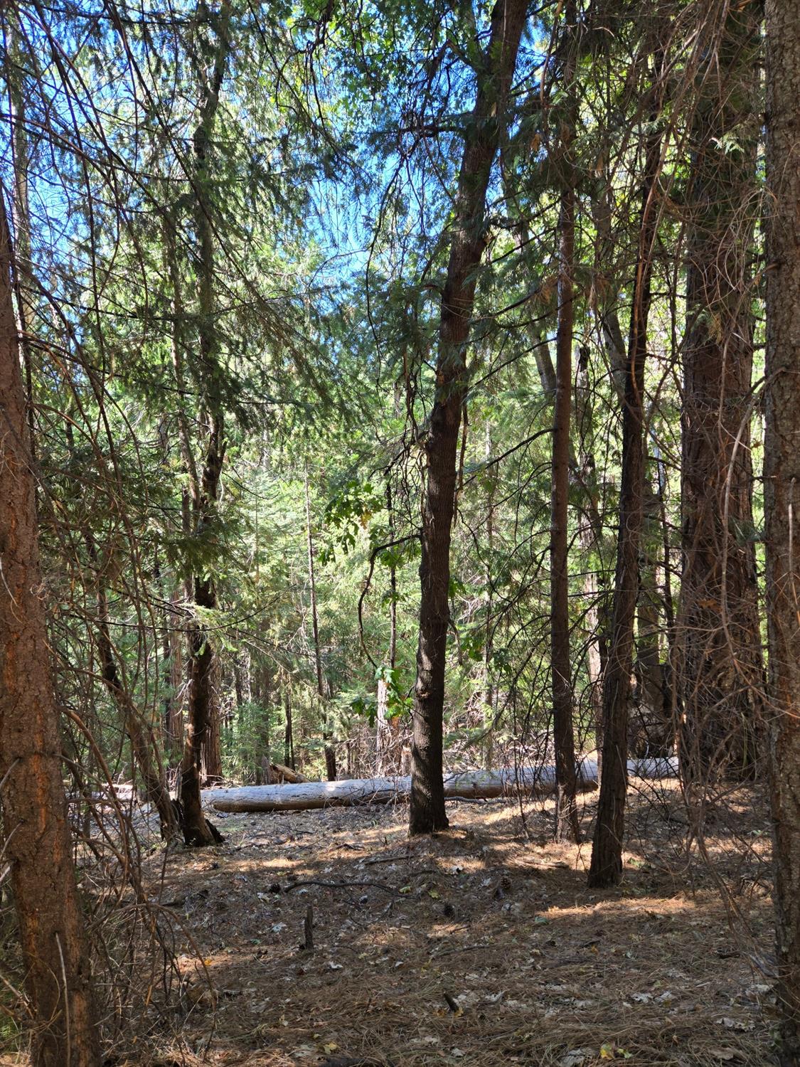 York Court, Pollock Pines, California image 11