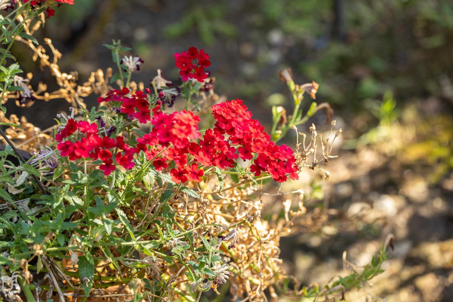 Detail Gallery Image 52 of 54 For 519 Nimrod St, Nevada City,  CA 95959 - 4 Beds | 2 Baths