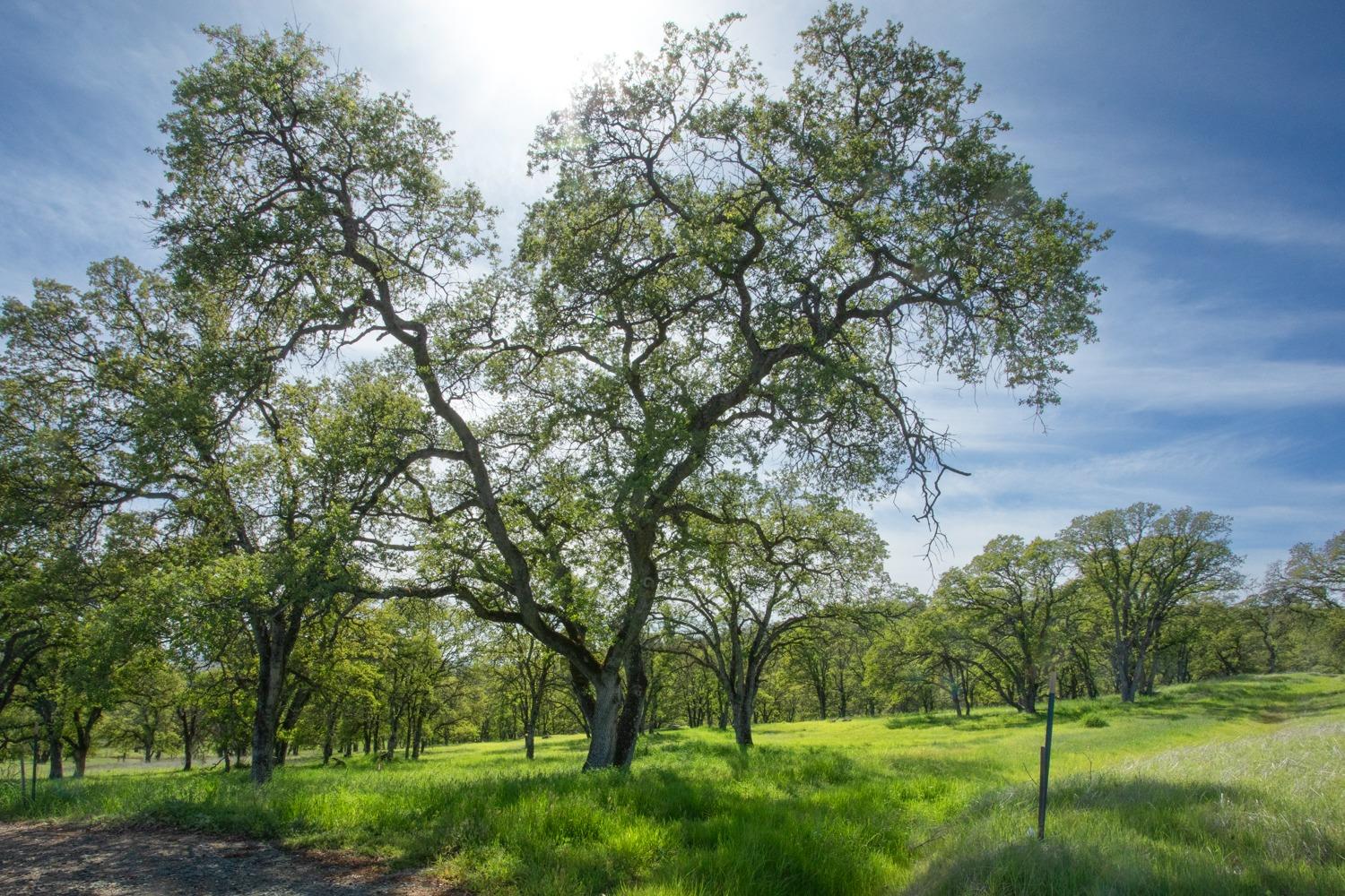 Dry Oak Court, Browns Valley, California image 5