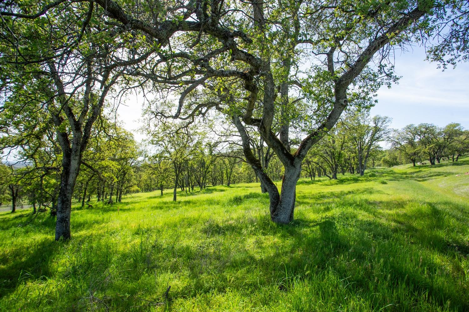 Dry Oak Court, Browns Valley, California image 4