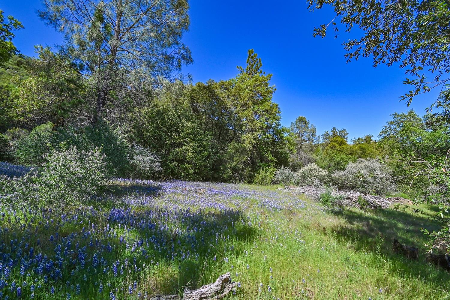 Mt. Aukum Road, Somerset, California image 11