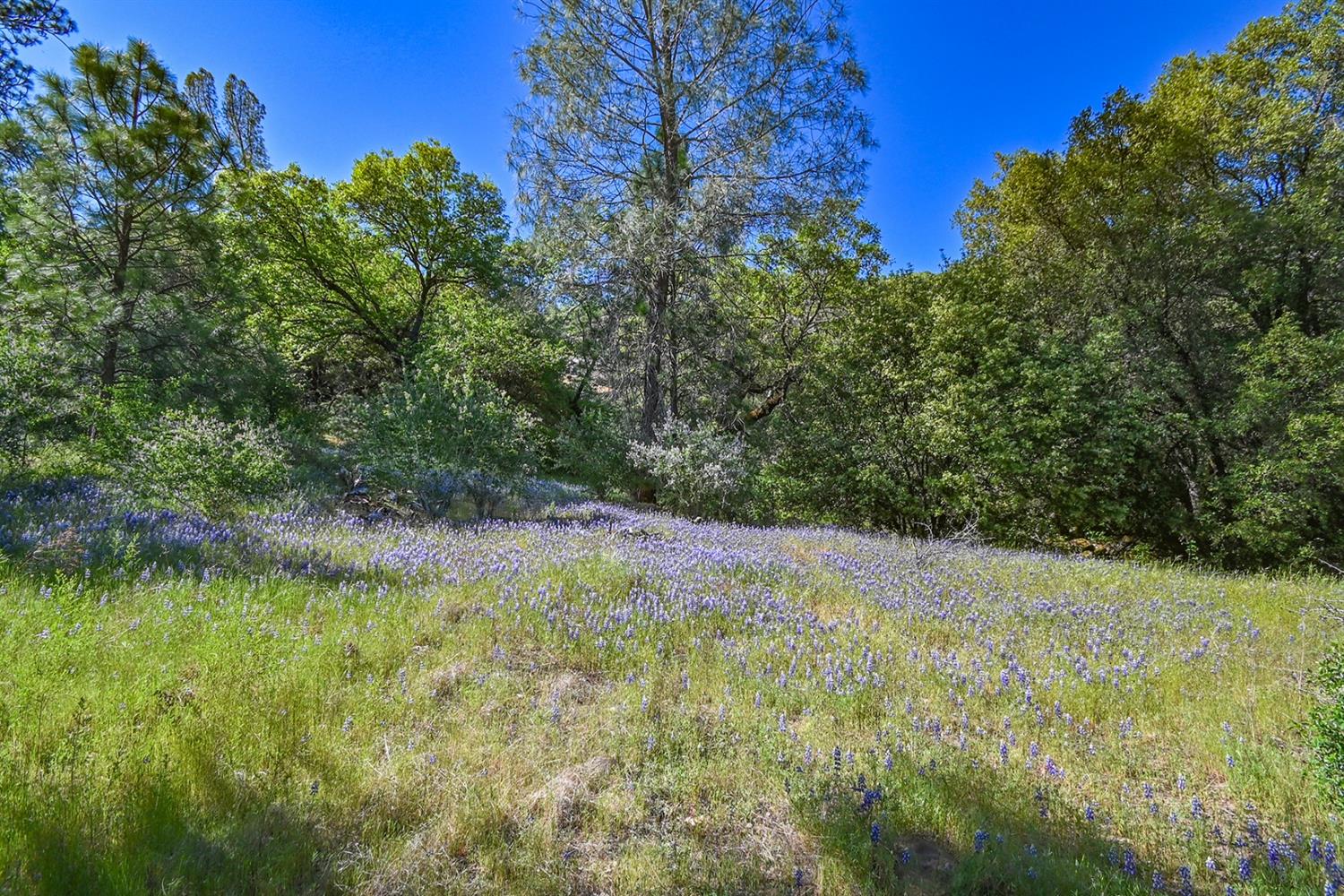 Mt. Aukum Road, Somerset, California image 1