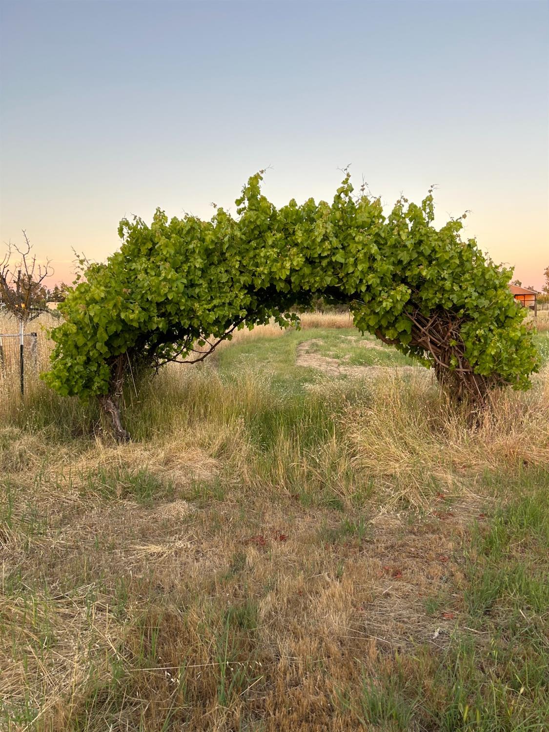 Detail Gallery Image 75 of 83 For 12038 Clay Station Rd, Herald,  CA 95638 - 3 Beds | 2 Baths