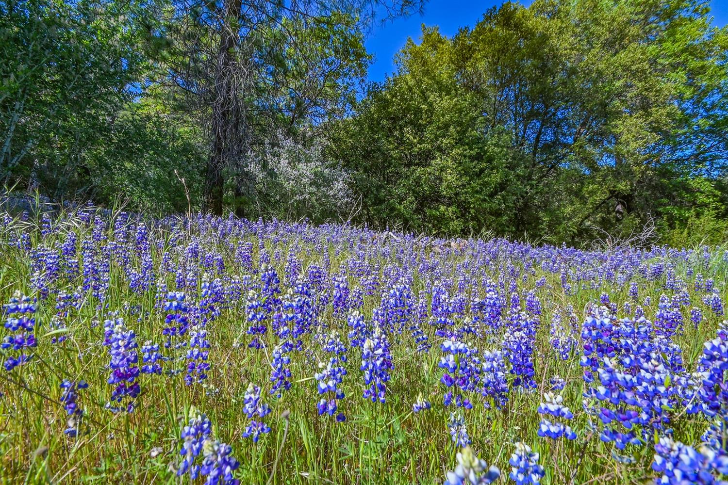 Mt. Aukum Road, Somerset, California image 3