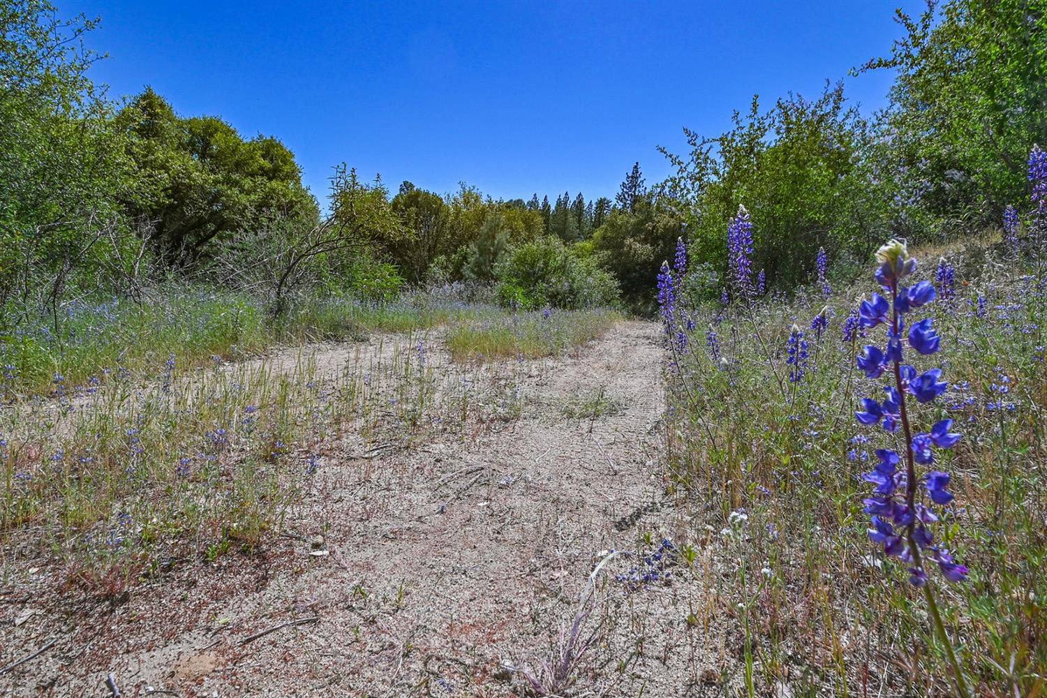 Mt. Aukum Road, Somerset, California image 14