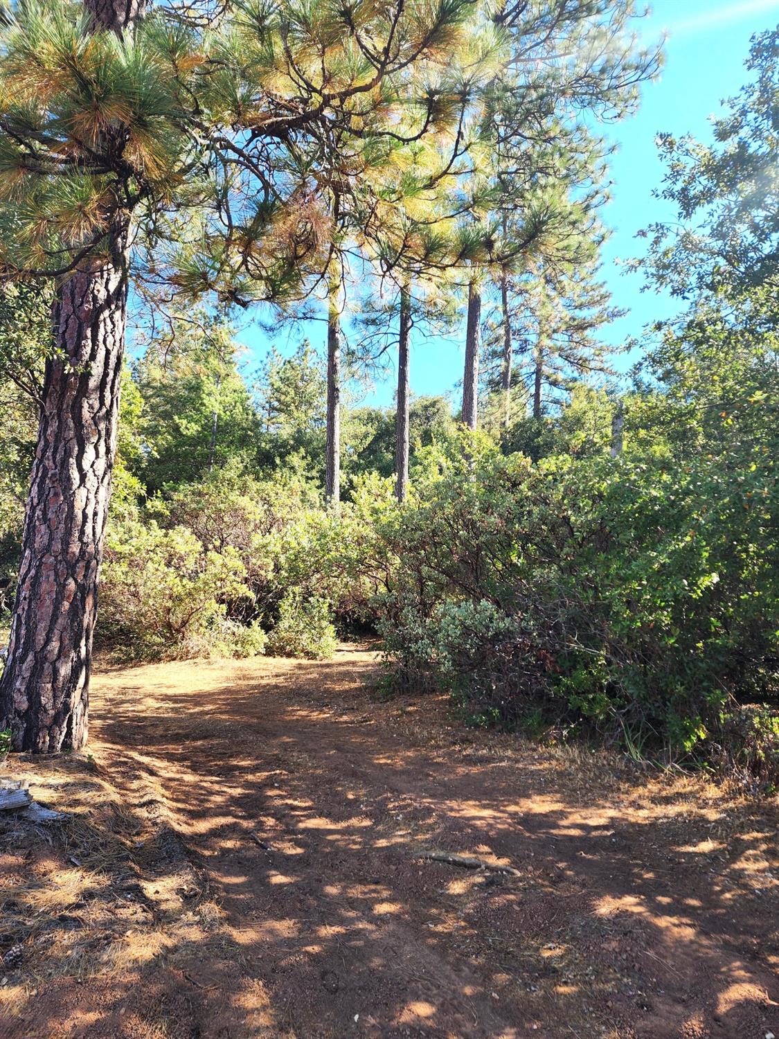 Tabeaud Road, Pine Grove, California image 1