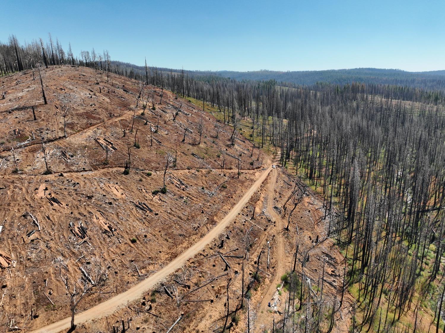 Big Canyon Loop Road, Grizzly Flats, California image 6