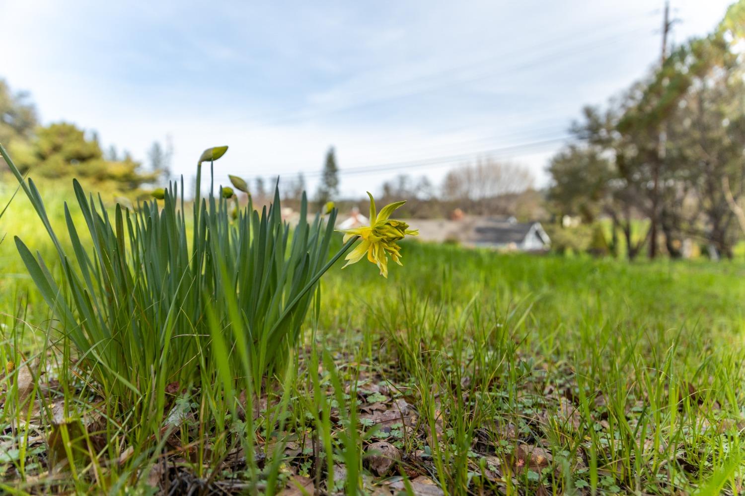 Lake Forest Drive, Penn Valley, California image 8