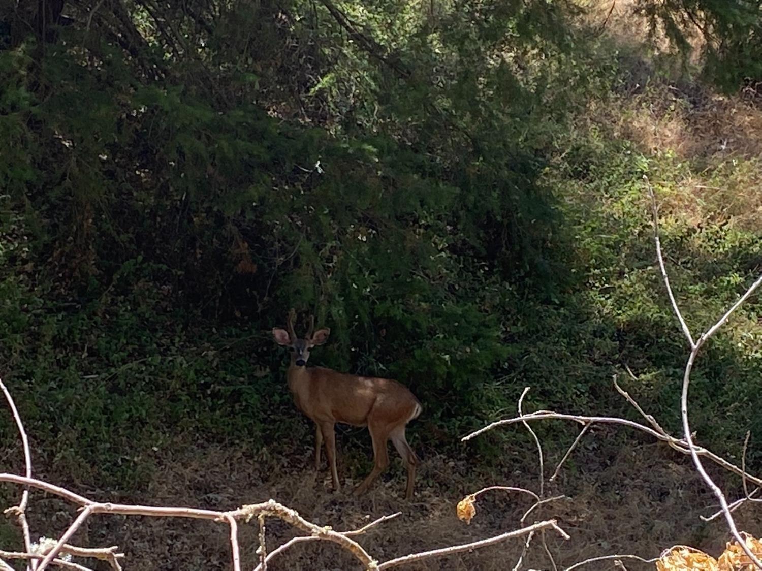 Greenwood Road, Greenwood, California image 15