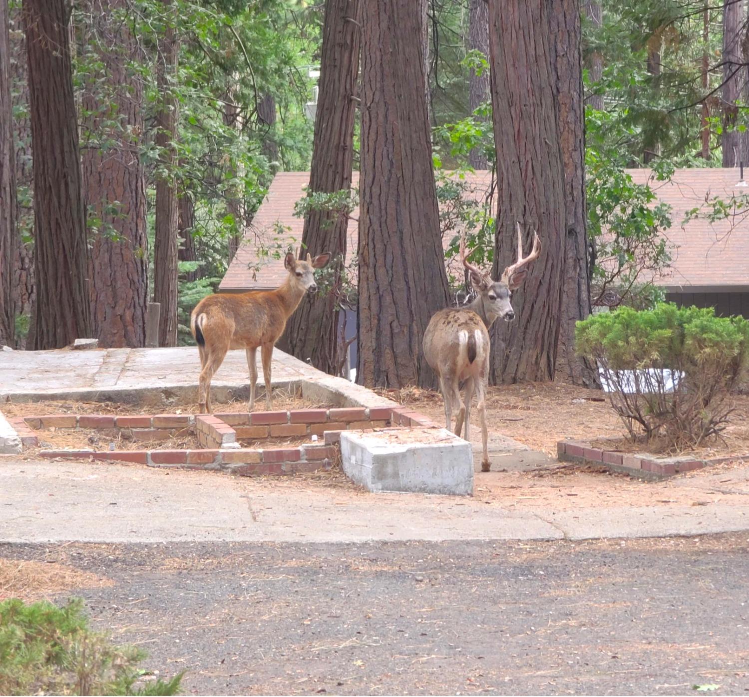 Detail Gallery Image 67 of 68 For 6021 Longs Creek Trl, Pollock Pines,  CA 95726 - 3 Beds | 2 Baths