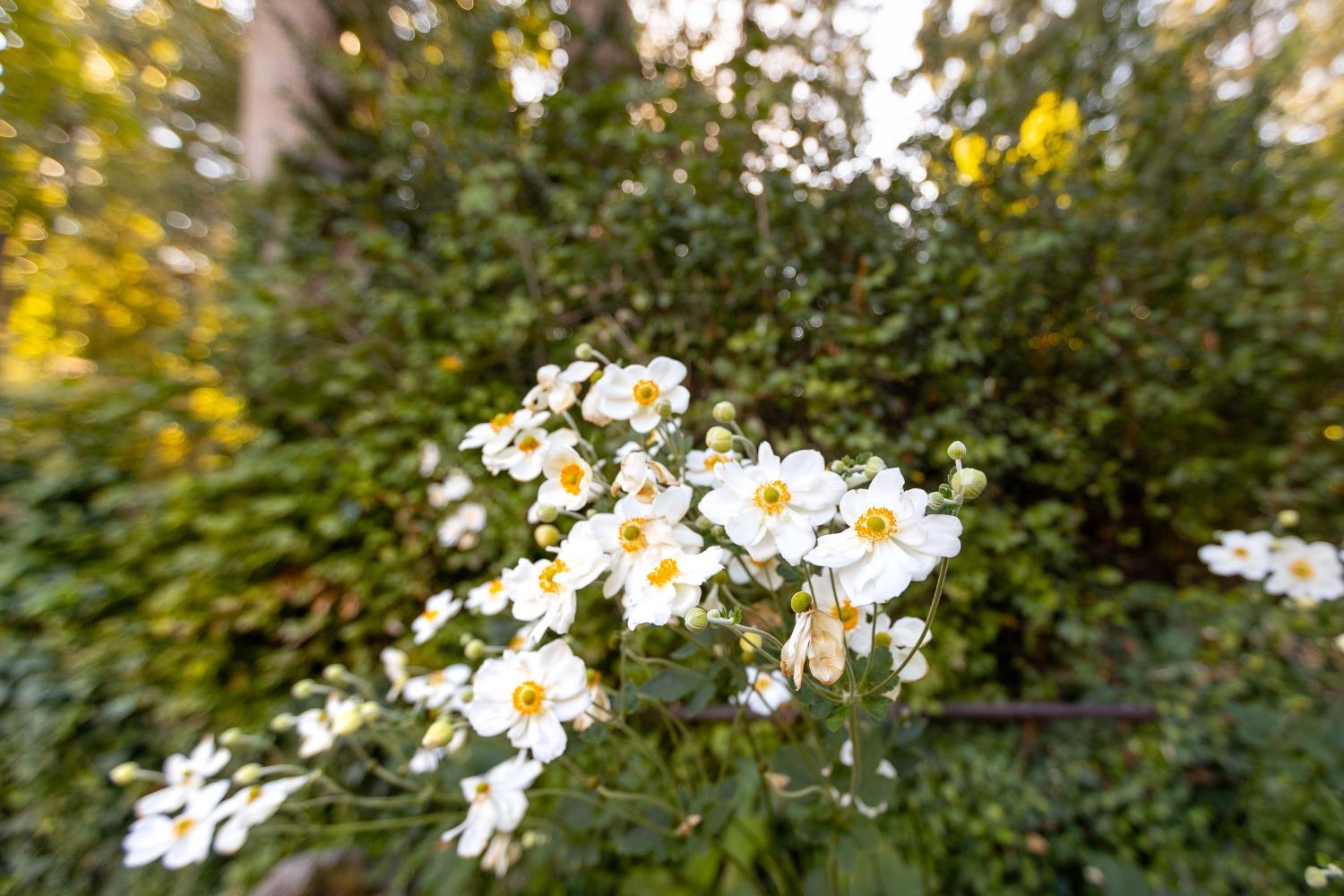 Detail Gallery Image 43 of 44 For 122 Grove St, Nevada City,  CA 95959 - 2 Beds | 2/1 Baths