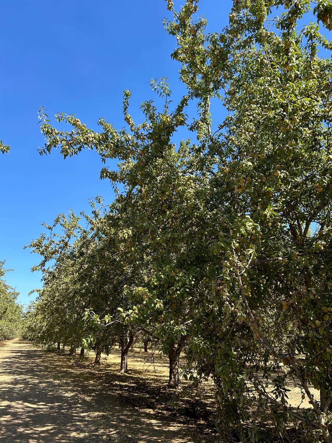 Road 2, Arbuckle, California image 12