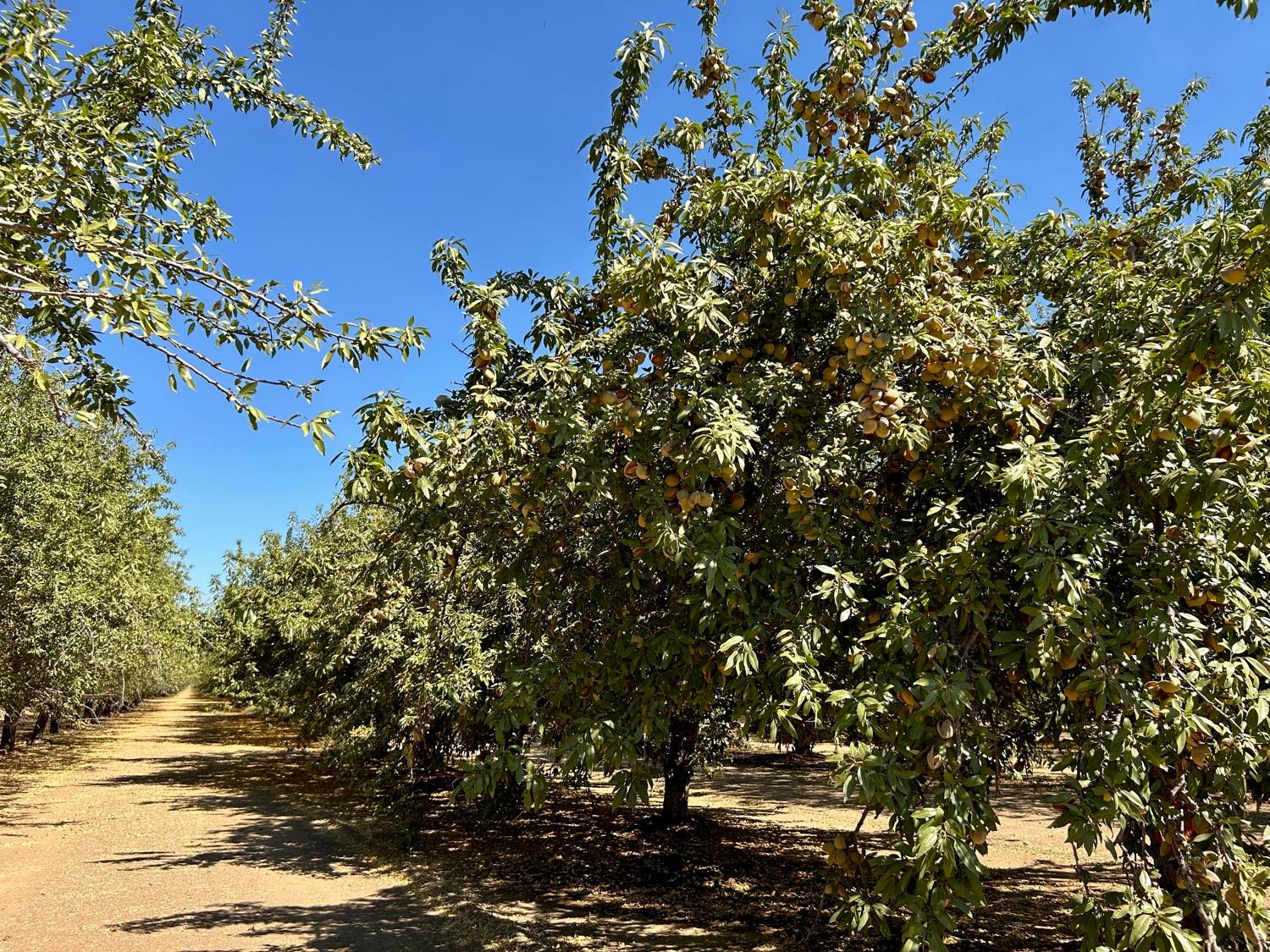 Road 2, Arbuckle, California image 13