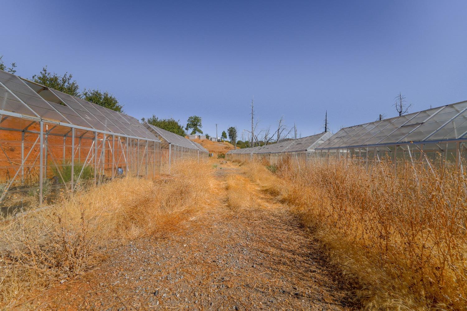 Mulberry Street, Mountain Ranch, California image 42