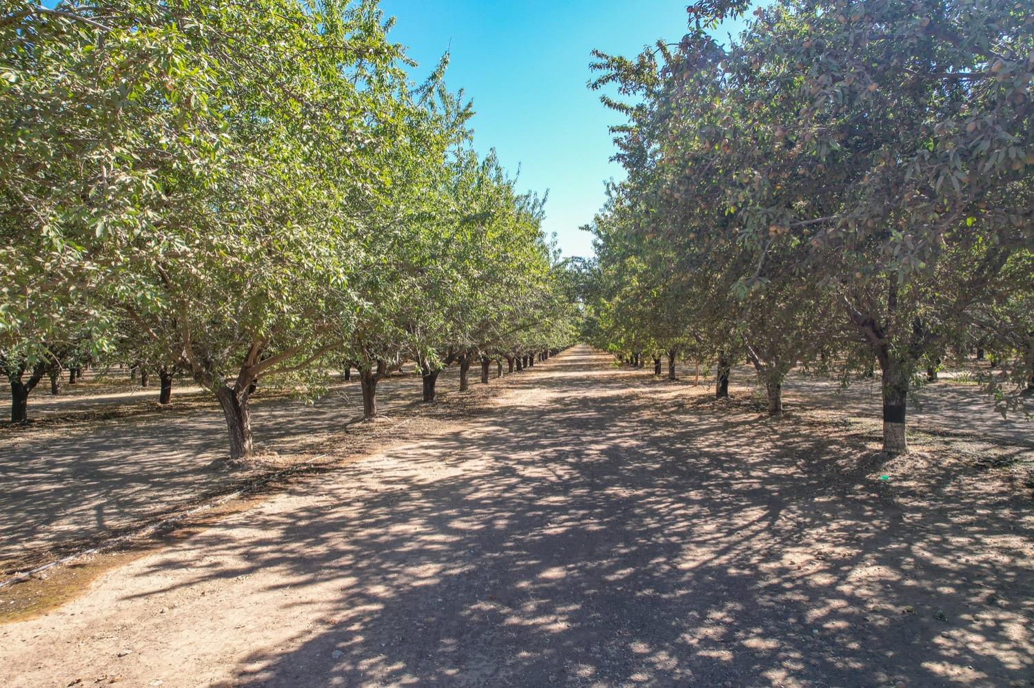 Road 2, Arbuckle, California image 6