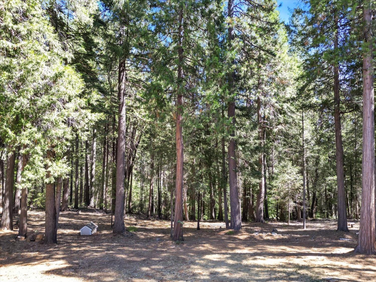 Detail Gallery Image 58 of 94 For 11555 Sky Pines Ridge Rd, Nevada City,  CA 95959 - 3 Beds | 2/2 Baths