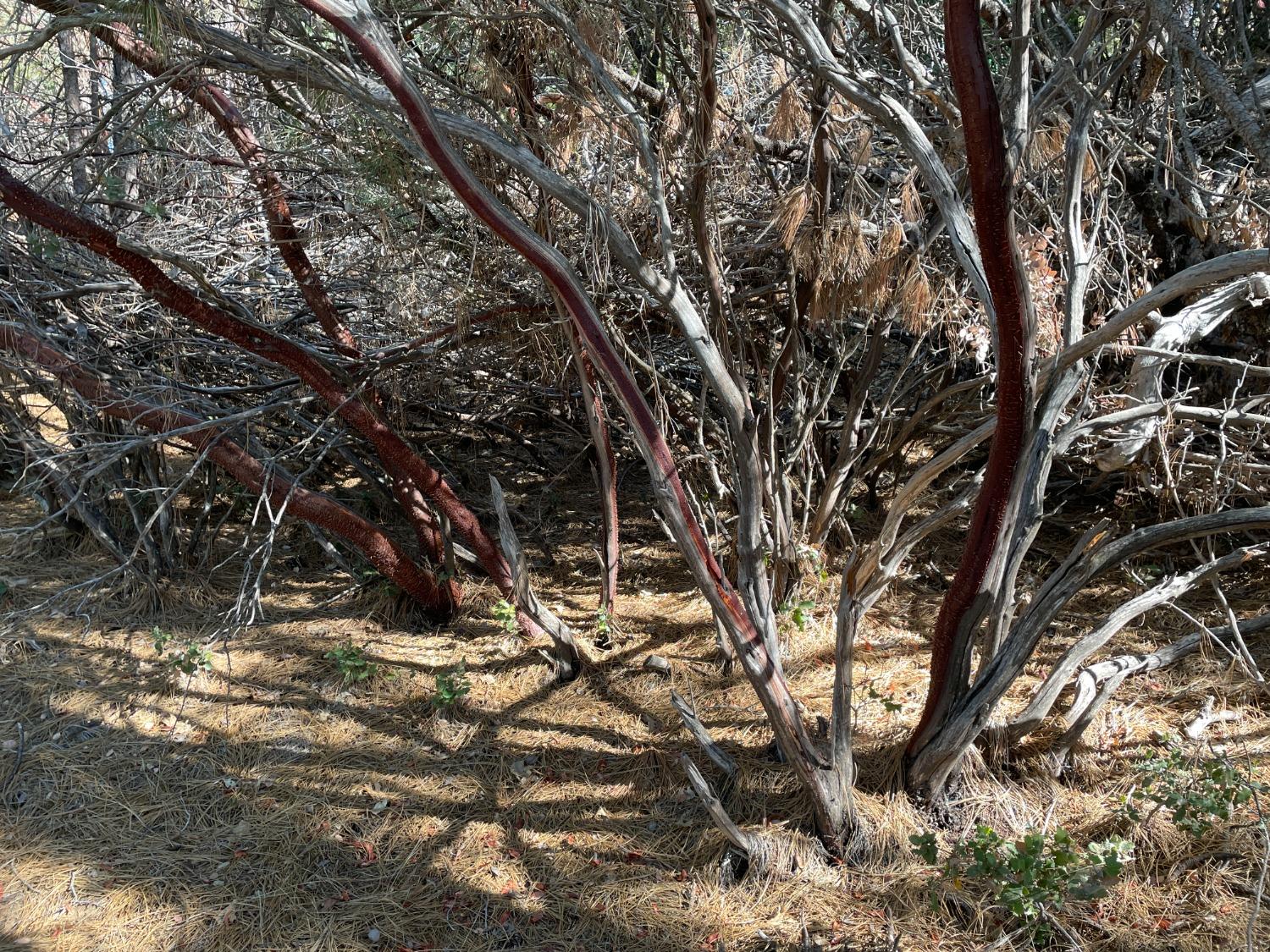 Stable Road, Sonora, California image 7