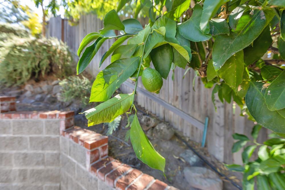 Detail Gallery Image 58 of 64 For 5336 Par Pl, Rocklin,  CA 95677 - 3 Beds | 2 Baths