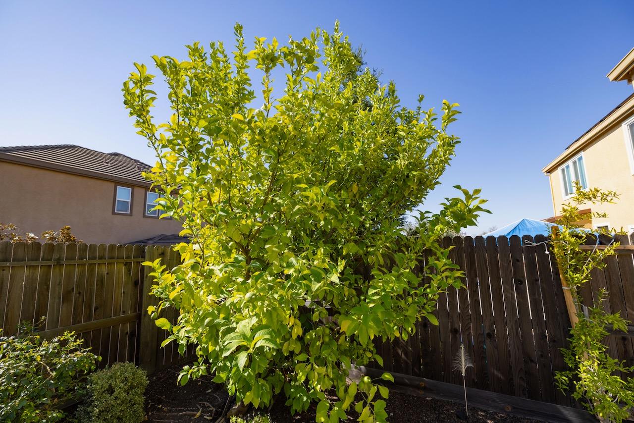 Detail Gallery Image 62 of 66 For 1606 Monroe Way, Rocklin,  CA 95765 - 4 Beds | 3/1 Baths