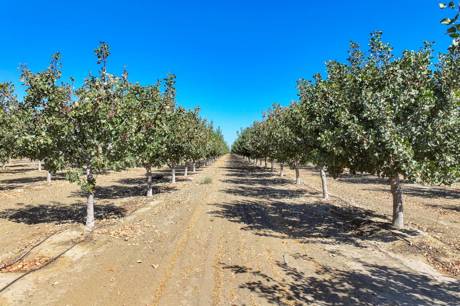 W Tornado Avenue, Huron, California image 3