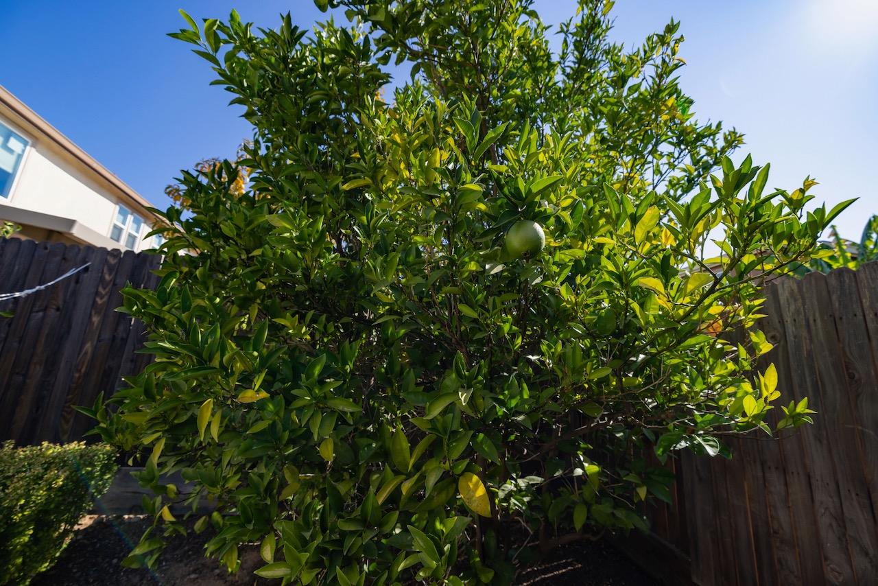 Detail Gallery Image 60 of 66 For 1606 Monroe Way, Rocklin,  CA 95765 - 4 Beds | 3/1 Baths