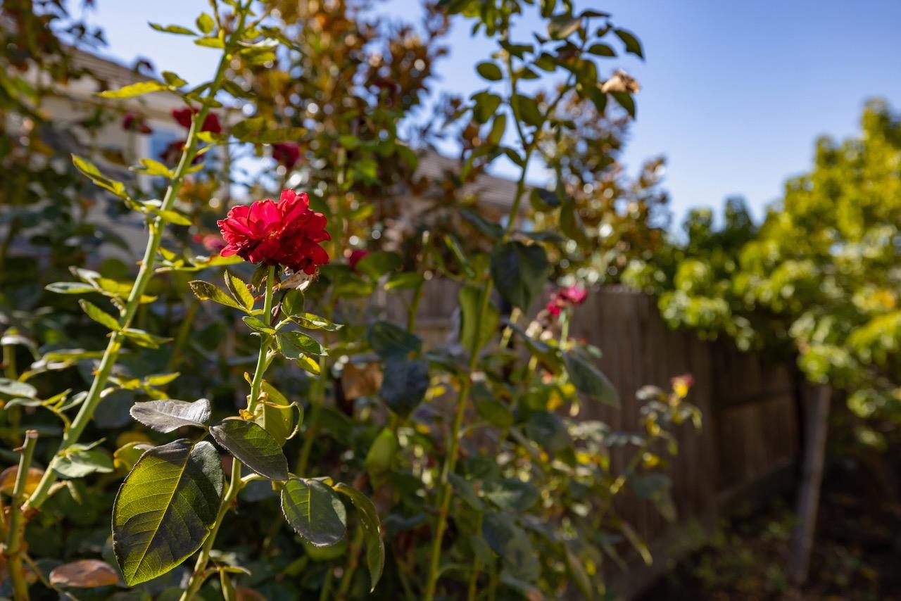 Detail Gallery Image 61 of 66 For 1606 Monroe Way, Rocklin,  CA 95765 - 4 Beds | 3/1 Baths