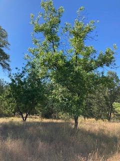 Detail Gallery Image 13 of 20 For 6420 Stewart Mine Rd, Placerville,  CA 95667 - – Beds | – Baths