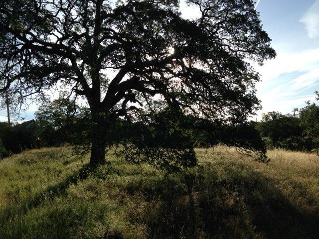 Gusanillo Way, Coulterville, California image 3