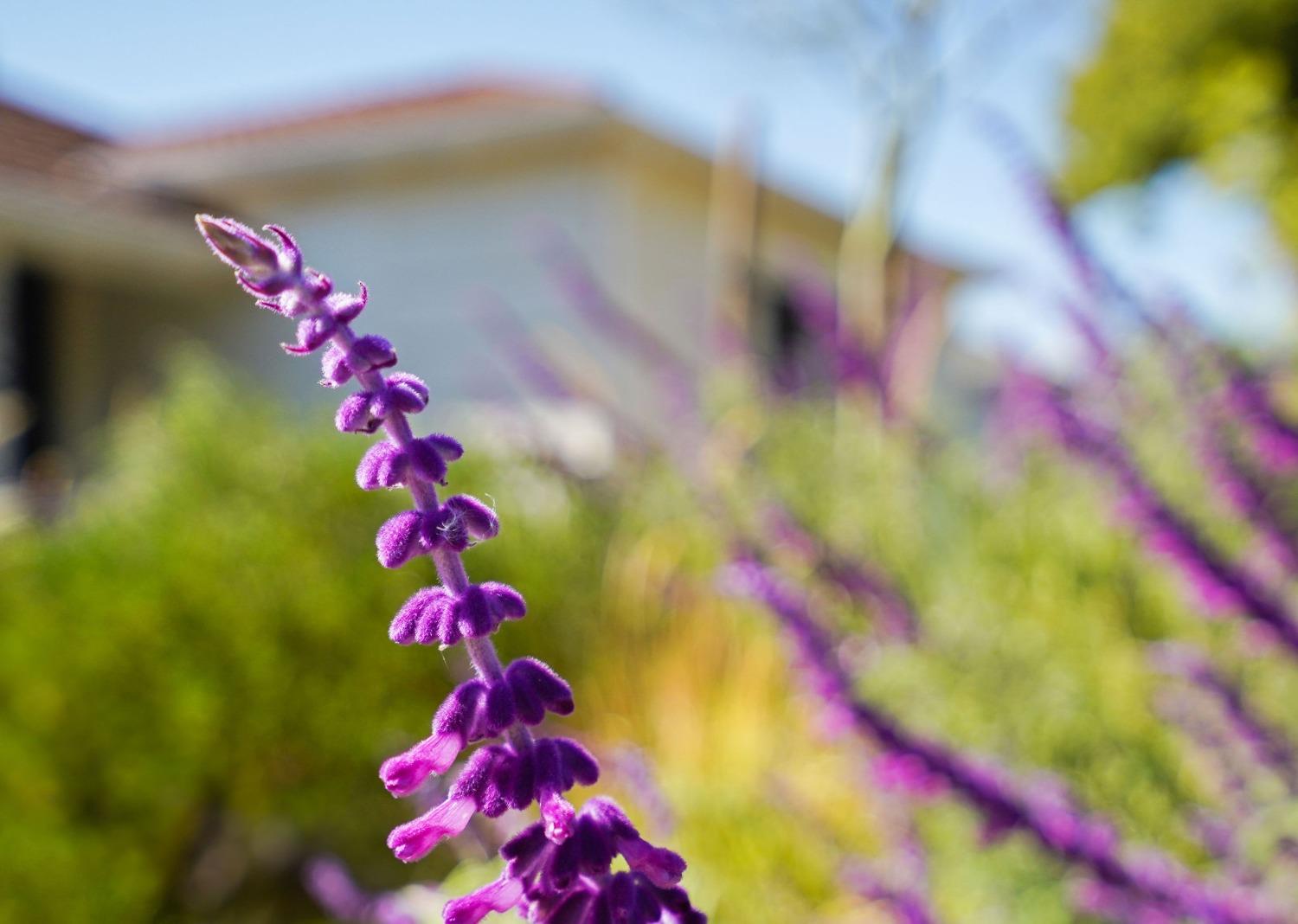 Detail Gallery Image 47 of 49 For 2140 Murieta Way, Sacramento,  CA 95822 - 3 Beds | 1 Baths