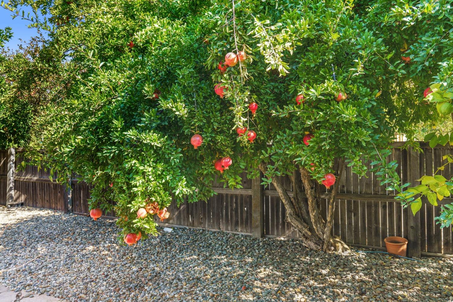 Detail Gallery Image 26 of 30 For 2606 Leonardo Court, Davis,  CA 95618 - 3 Beds | 2 Baths