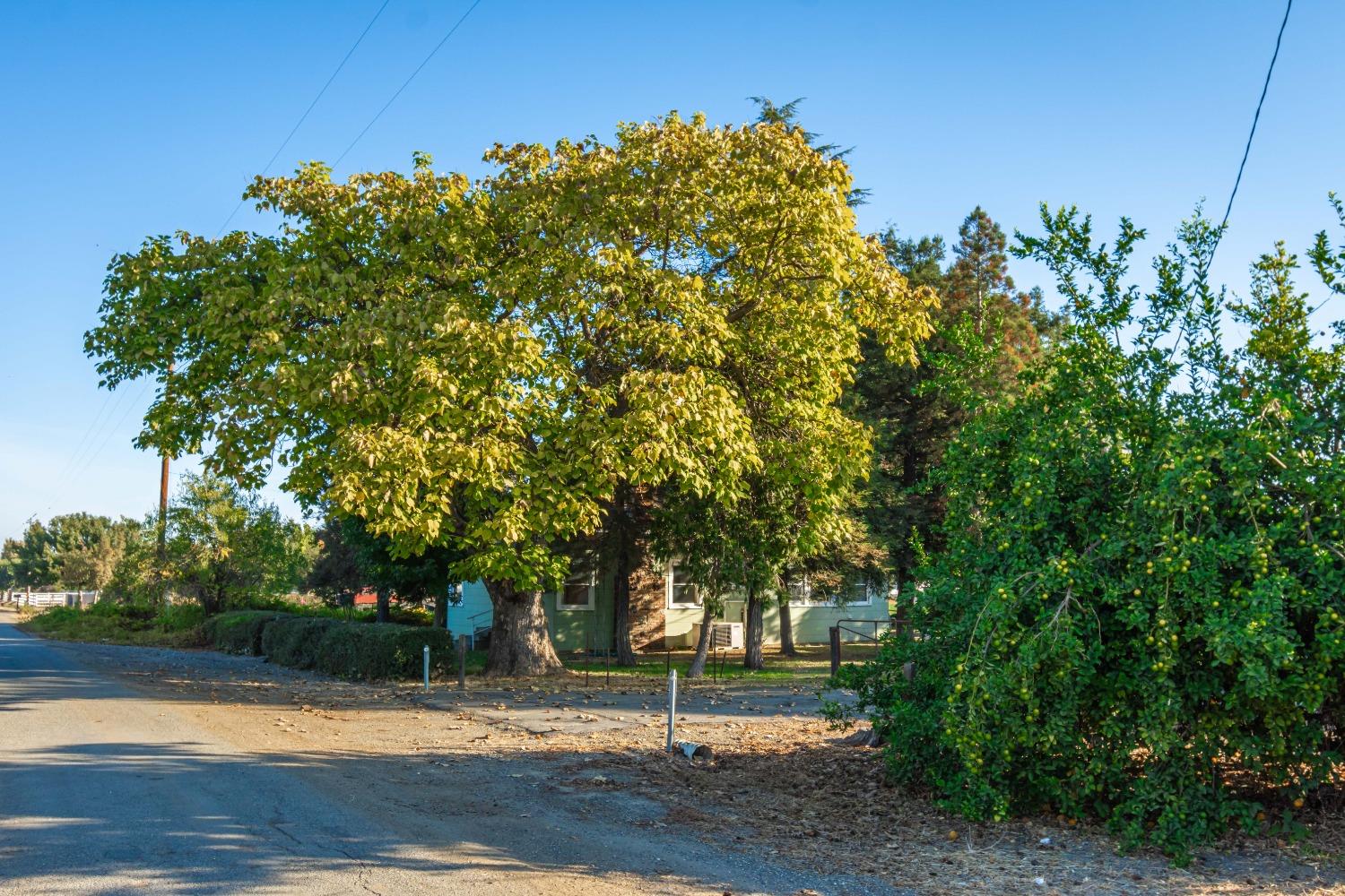 Davis Road, Williams, California image 4