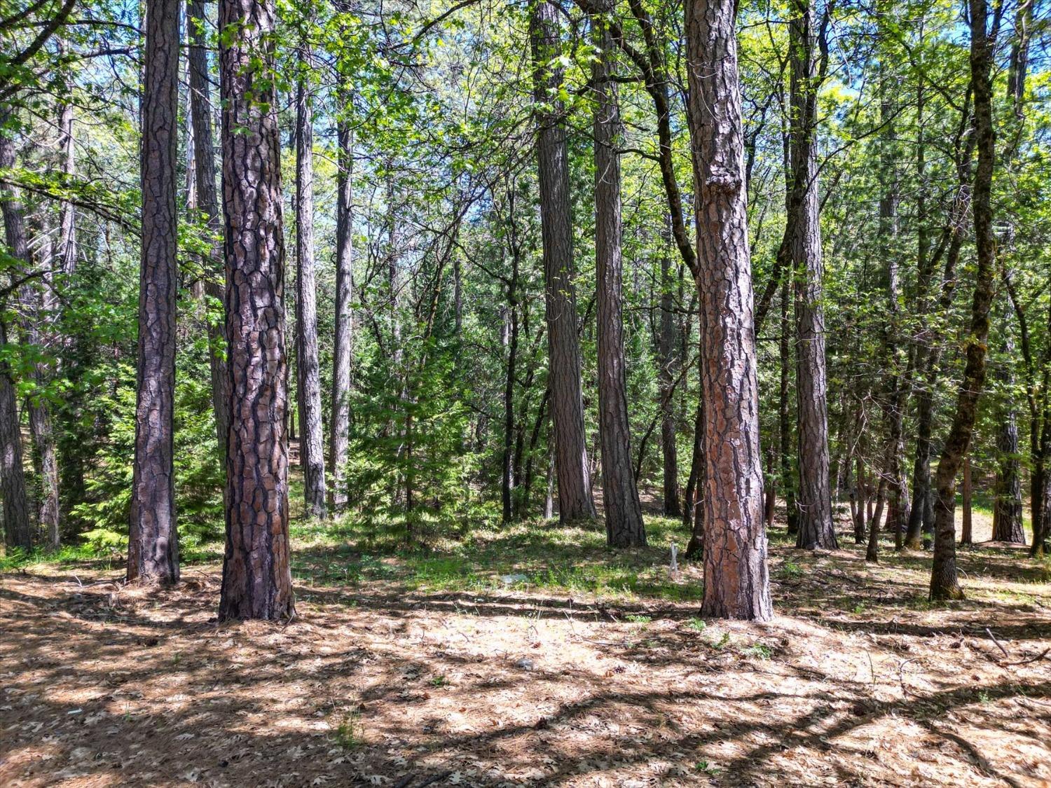 Detail Gallery Image 65 of 99 For 11452 Lexington Way, Grass Valley,  CA 95945 - 4 Beds | 3 Baths