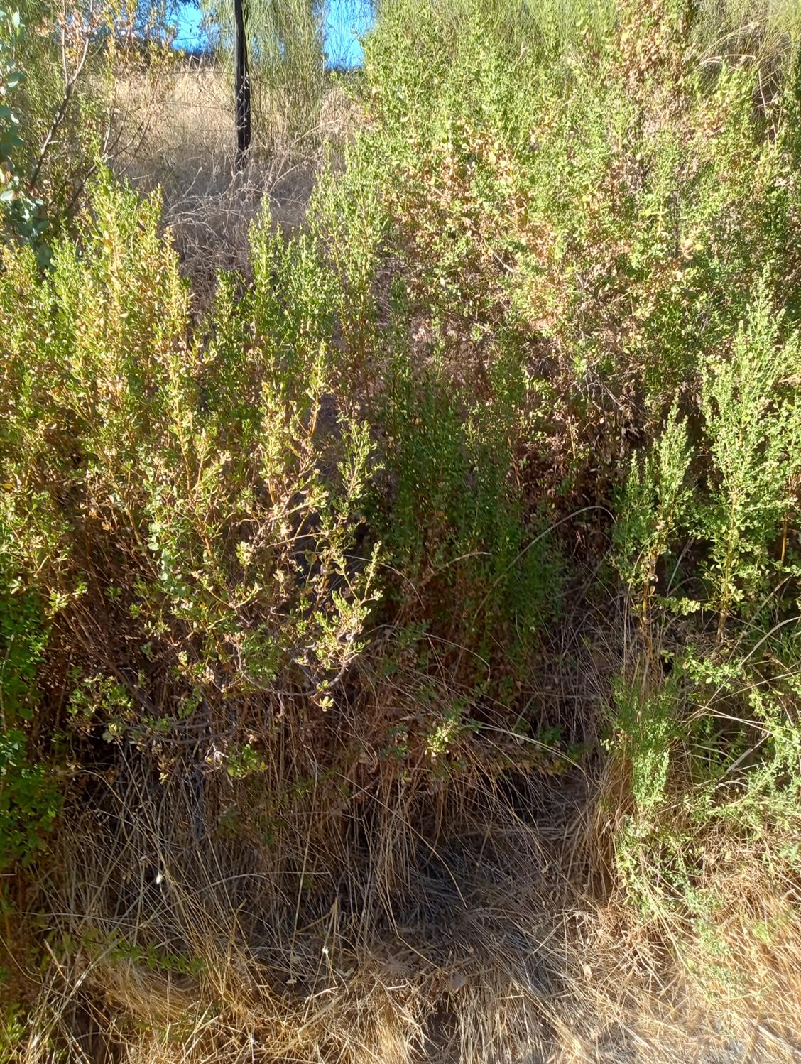 English Lane, Greenwood, California image 3