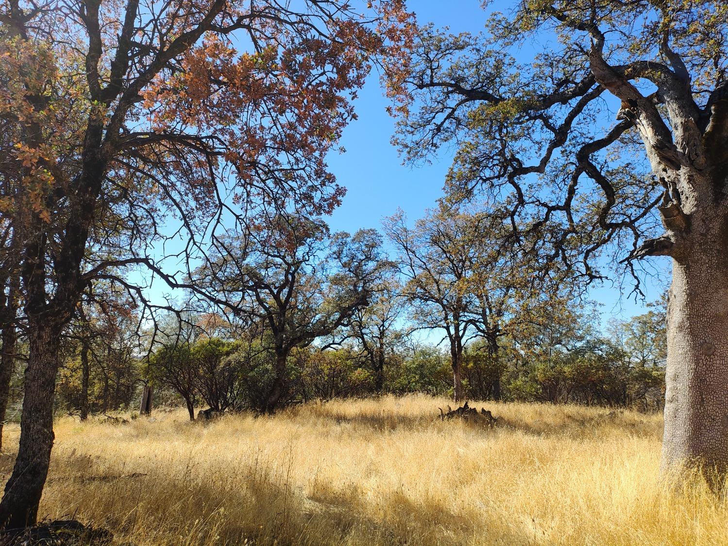 Marie Lane, Rackerby, California image 23