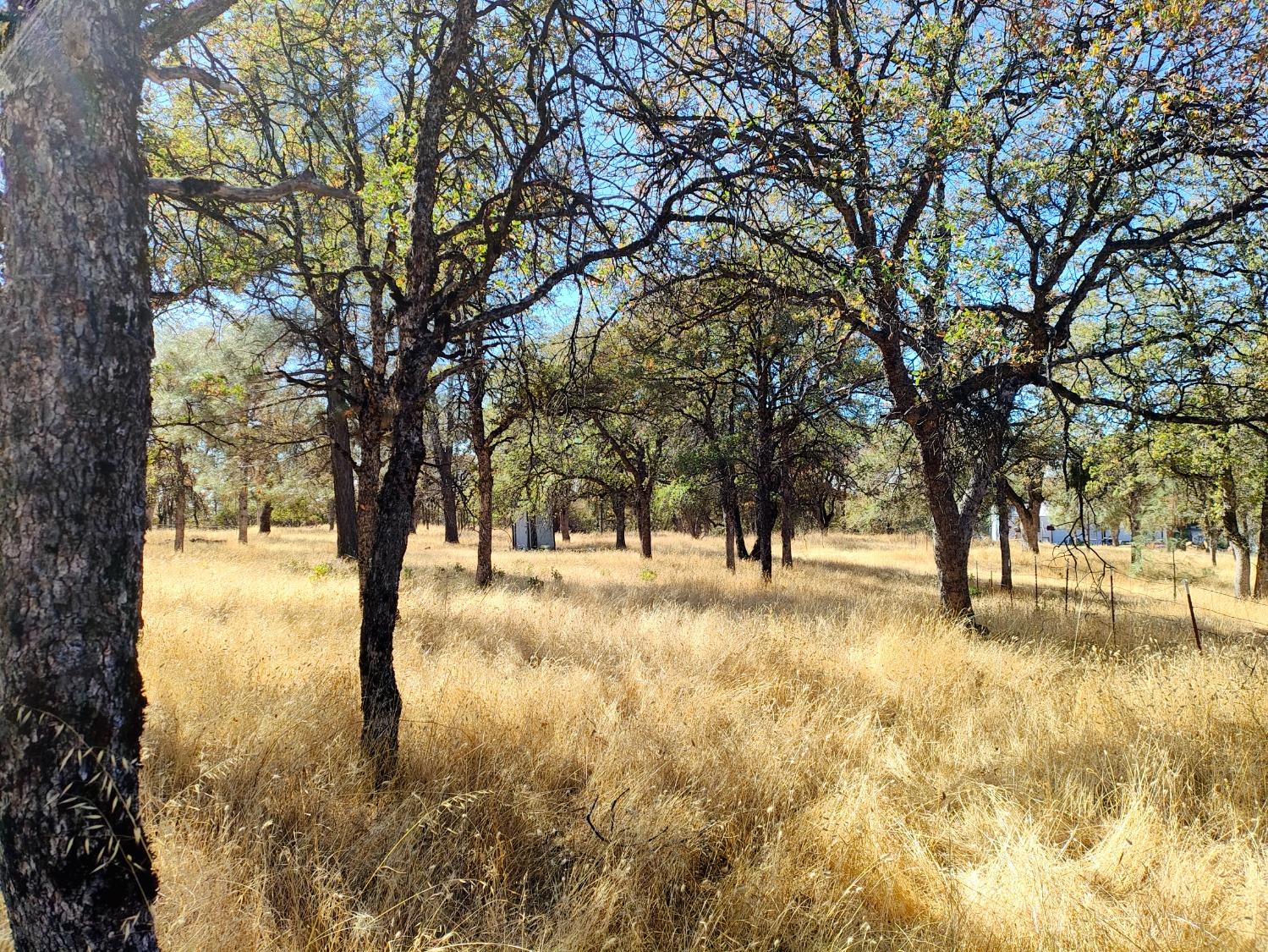 Marie Lane, Rackerby, California image 5