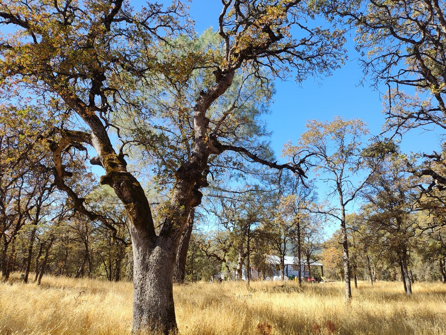 Marie Lane, Rackerby, California image 24