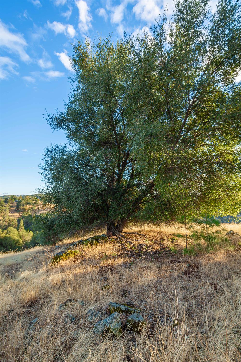 Detail Gallery Image 64 of 98 For 19635 Peyton Pl, Grass Valley,  CA 95949 - – Beds | – Baths