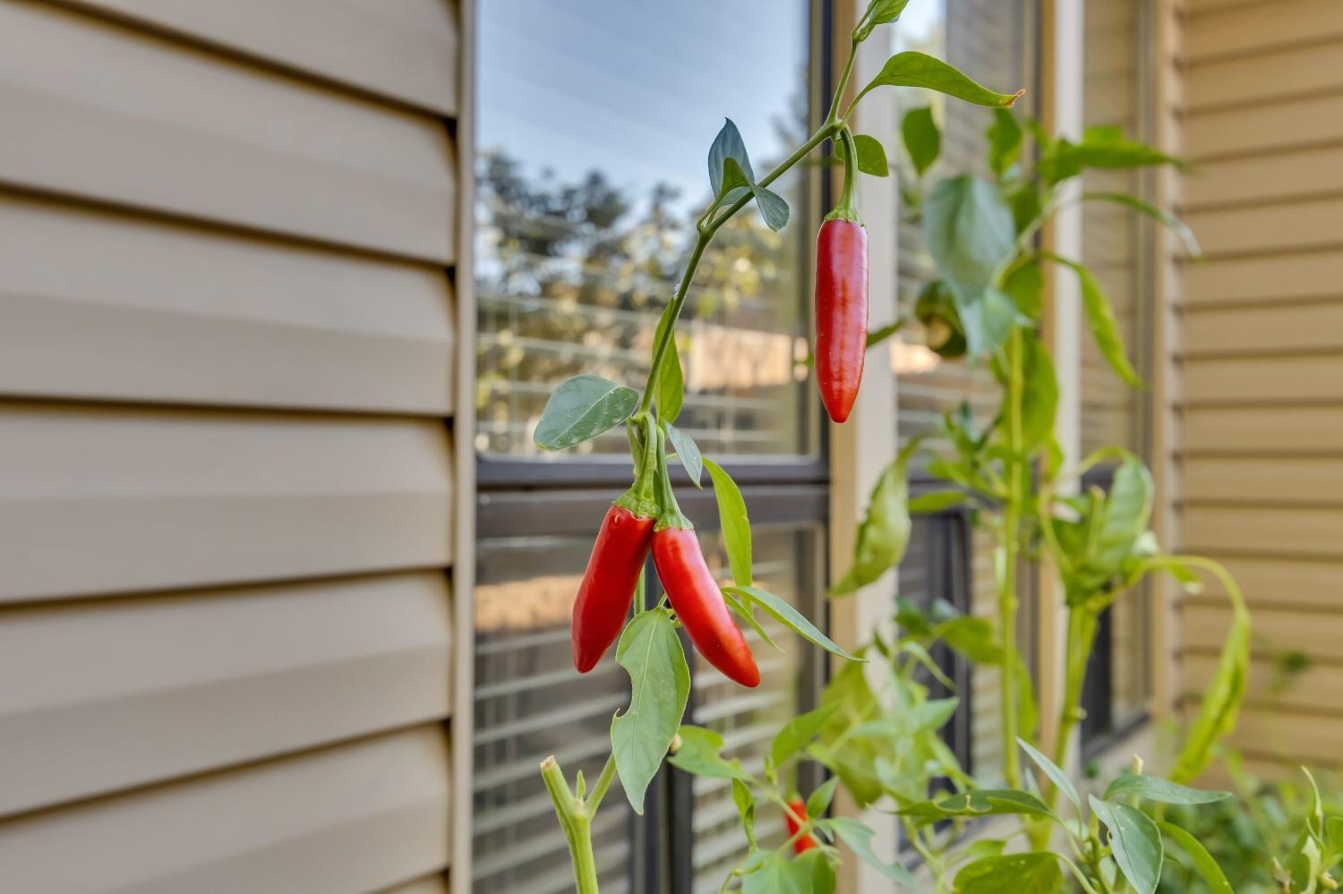 Detail Gallery Image 43 of 61 For 5419 Ventana Pl, Citrus Heights,  CA 95610 - 3 Beds | 2/1 Baths