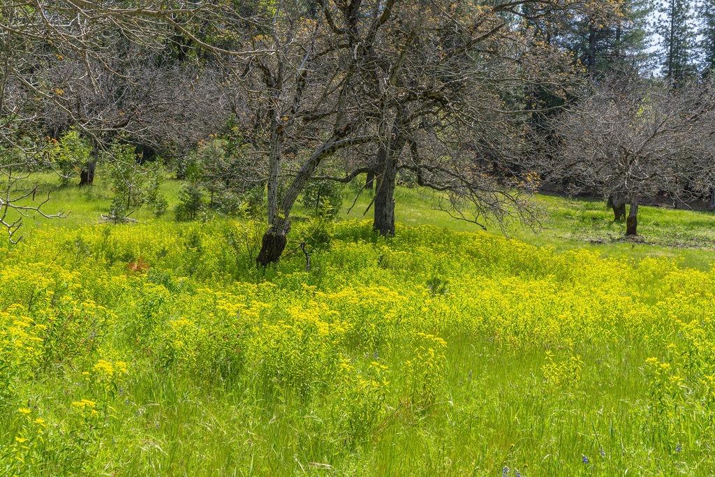 Detail Gallery Image 3 of 8 For 0 Schaefer Ranch Rd, Pioneer,  CA 95666 - – Beds | – Baths