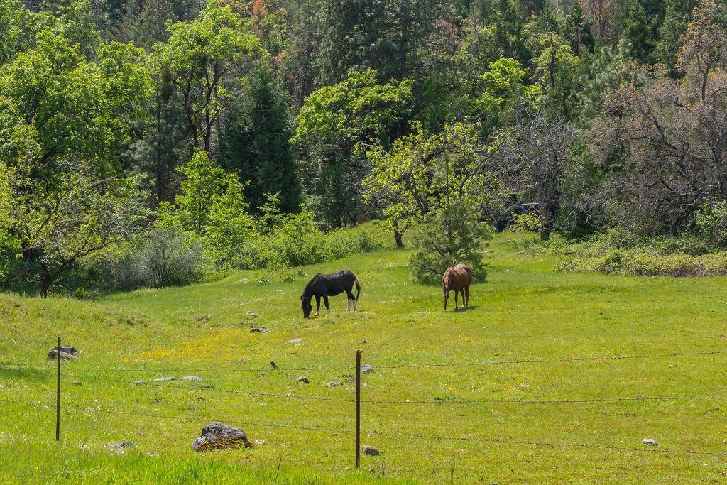 Detail Gallery Image 2 of 8 For 0 Schaefer Ranch Rd, Pioneer,  CA 95666 - – Beds | – Baths