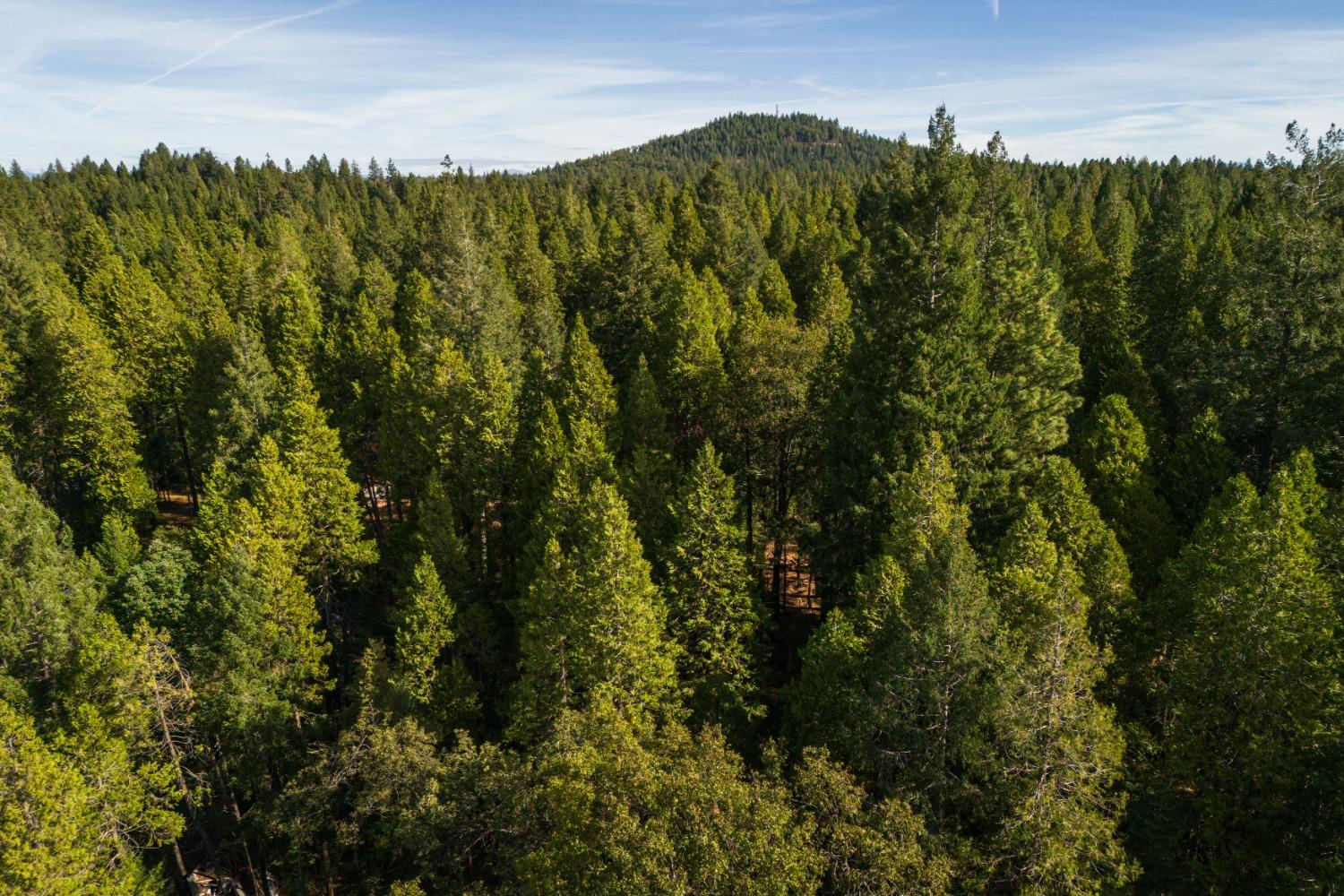 Detail Gallery Image 46 of 51 For 13015 Lee Ln, Nevada City,  CA 95959 - 2 Beds | 2 Baths