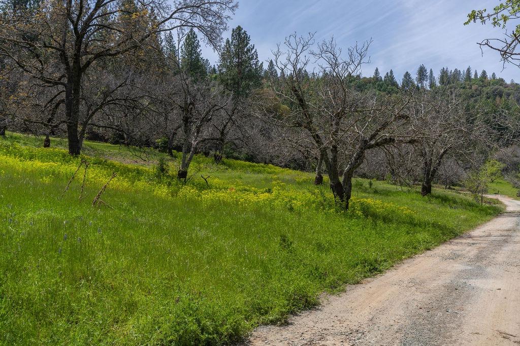 Detail Gallery Image 4 of 8 For 0 Schaefer Ranch Rd, Pioneer,  CA 95666 - – Beds | – Baths