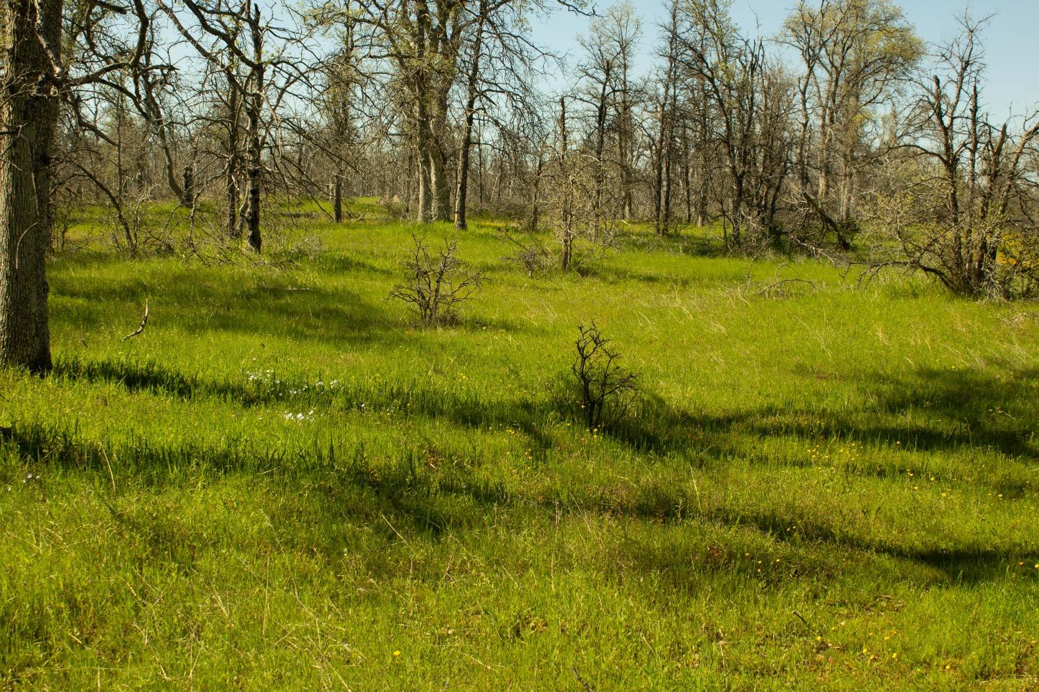 Schilling Road, Coulterville, California image 4