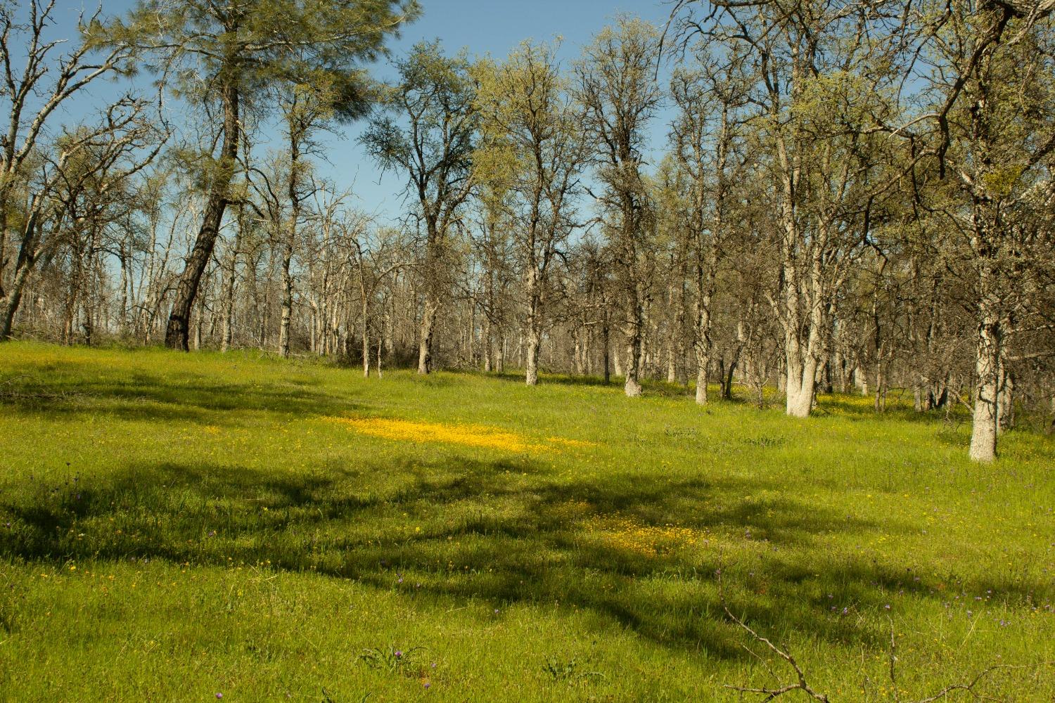 Schilling Road, Coulterville, California image 5